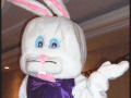 Miss All Canadian Pageants - Easter 2010